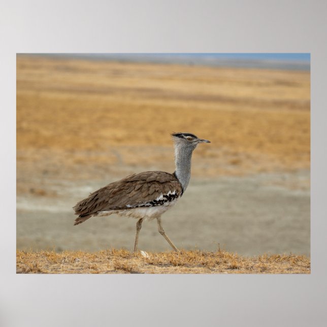 Kori Bustard — Afrikas schwerster fliegender Vogel Poster (Vorne)