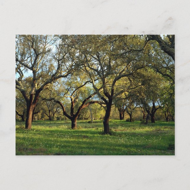 Korkeichenwald, Alentejo, Portugal in Europa Postkarte (Vorderseite)