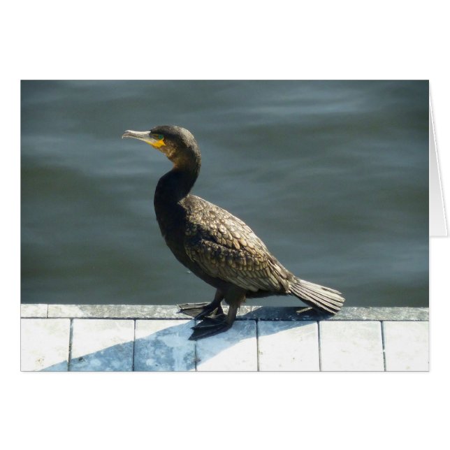 Kormoran (Vorderseite (Horizontal))