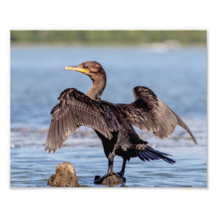 Kormoran Doppelt-mit Haube auf See Champlain Fotodruck