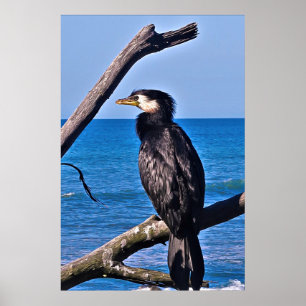 Kormoran in New Plymouth Poster