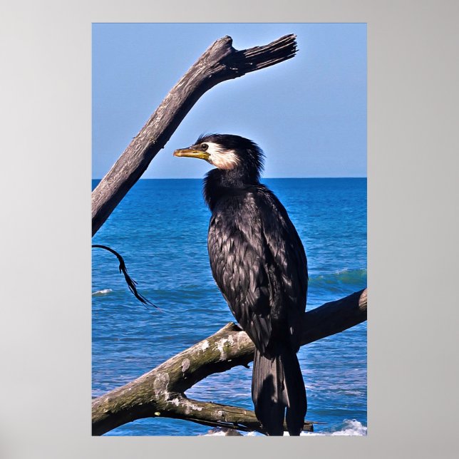 Kormoran in New Plymouth Poster (Vorne)