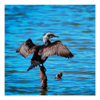 Kormoran mit ausgeprägten Winkeln an blauer Wasser