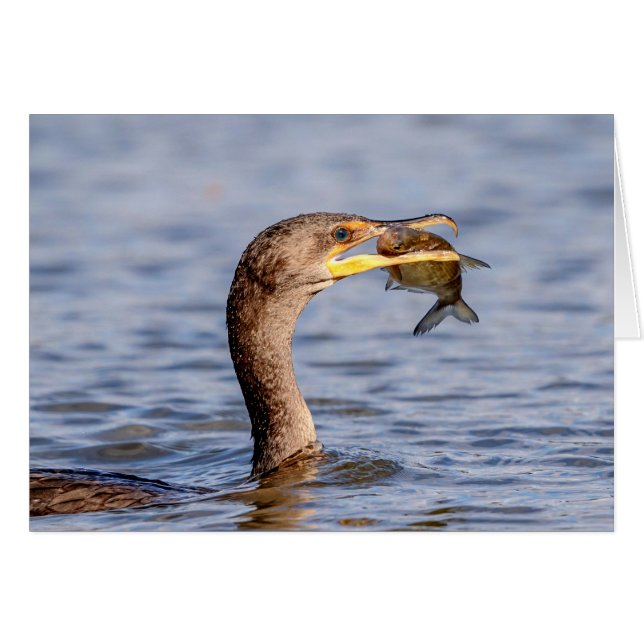 Kormoran mit Fisch (Vorderseite (Horizontal))