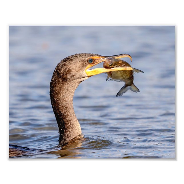 Kormoran mit Fisch Fotodruck (Vorne)