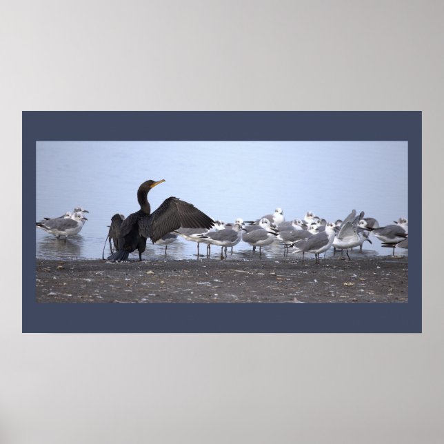 Kormoran mit Möwen Poster (Vorne)
