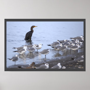 Kormoran mit Möwen Poster