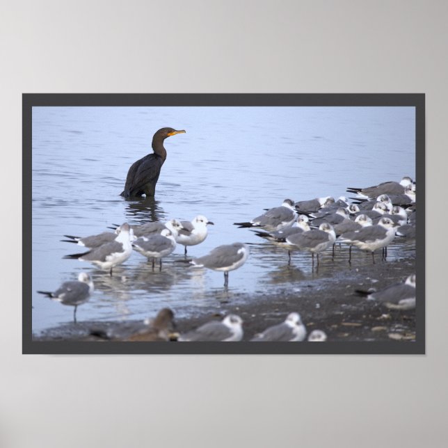Kormoran mit Möwen Poster  (Vorne)