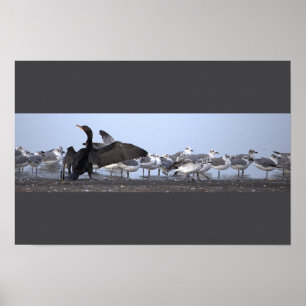 Kormoran mit Möwen Poster