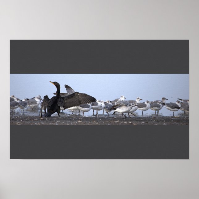 Kormoran mit Möwen Poster  (Vorne)
