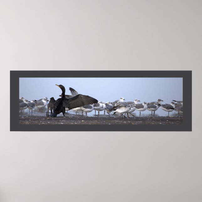 Kormoran mit Möwen Poster  (Vorne)