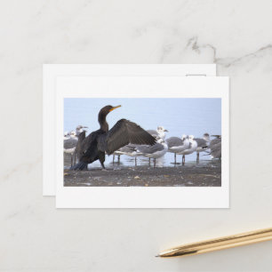 Kormoran mit Möwen Postkarte