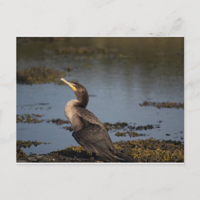 Kormoran Postkarte (Vorderseite)