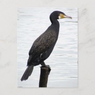 Kormoran Postkarte