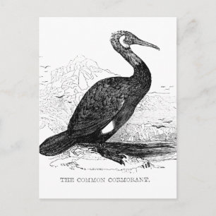 Kormoran Vintage Vogel Wildlife Zeichnung Postkarte