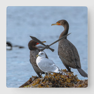 Kormorane und Seagull Quadratische Wanduhr