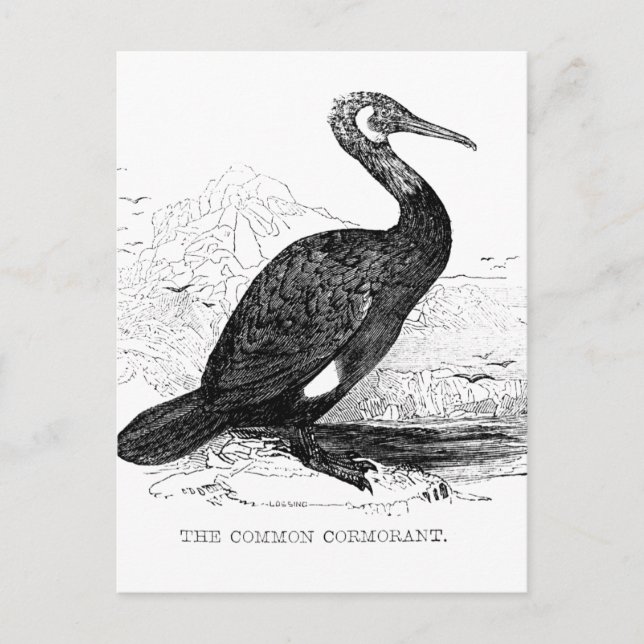 Kormorant Vintag Bird Wildlife Zeichnend Postkarte (Vorderseite)