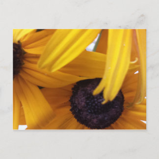 Kornblume 1 postkarte