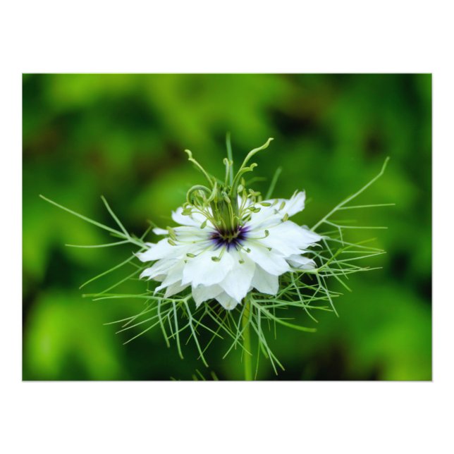 Kornblume Fotodruck (Vorne)