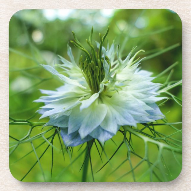 Kornblume Getränkeuntersetzer (Vorderseite)
