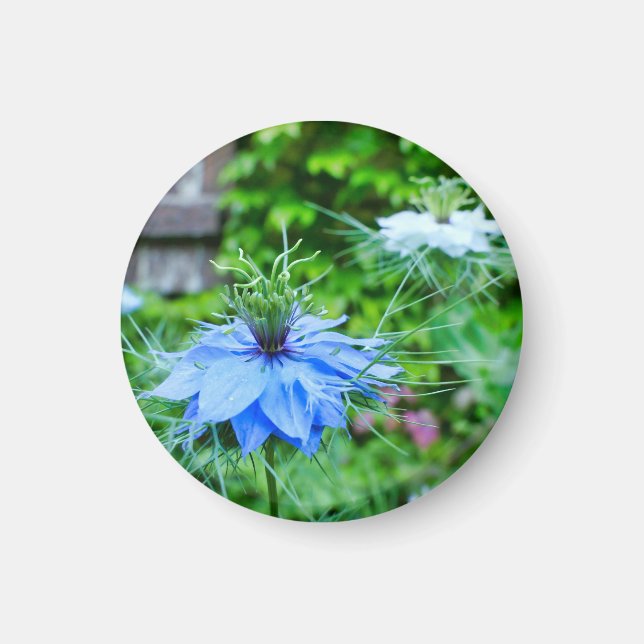 Kornblume Magnet (Vorne)