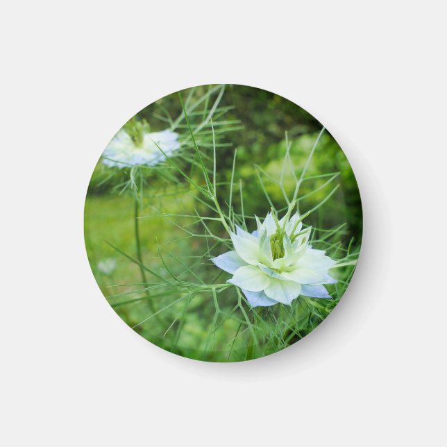 Kornblume Magnet (Vorne)