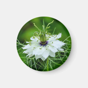 Kornblume Magnet
