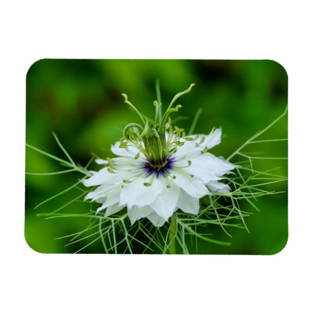 Kornblume Magnet (Horizontal)