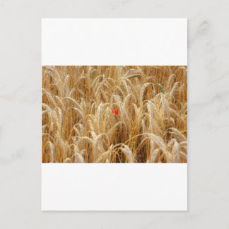 Kornblume Postkarte