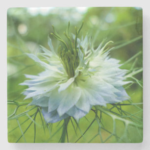 Kornblume Steinuntersetzer