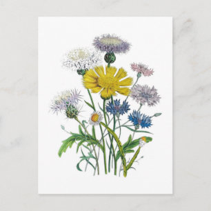 Kornblumen Postkarte