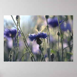 Kornblumen Sommerabend Wiese Poster