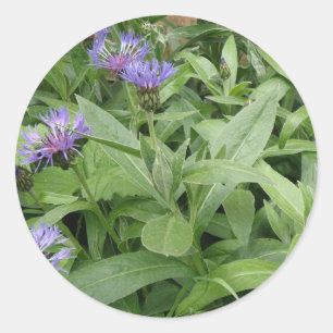 Kornblumenaufkleber Runder Aufkleber