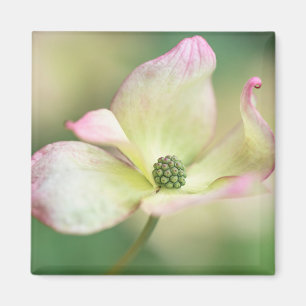 Kornelkirsche Kousa der Hartriegel-Blüten- Magnet