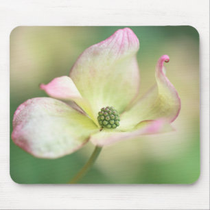 Kornelkirsche Kousa der Hartriegel-Blüten-  Mousepad