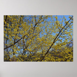Kornelkirsche und Himmelblumen Poster