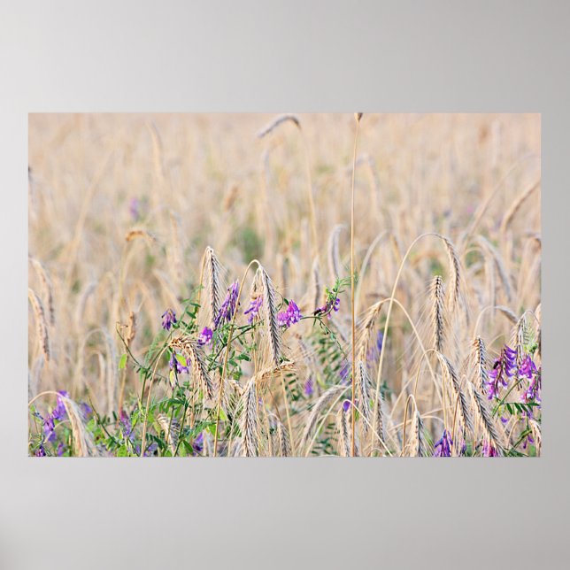 Körnerplakat Poster (Vorne)