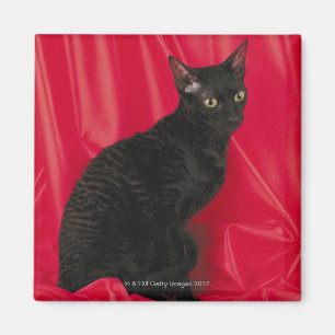 Kornische rex Katze Magnet