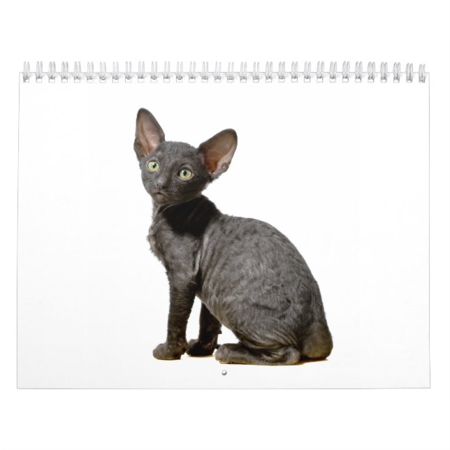 Kornischer Rex Kätzchenkalender Kalender (Titelbild)