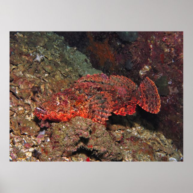 Korpionfisch, aufgebläht poster (Vorne)