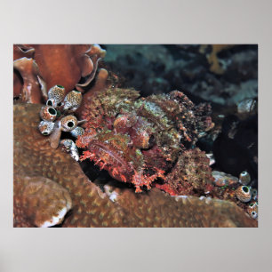 Korpionfisch in Raja Ampat Poster