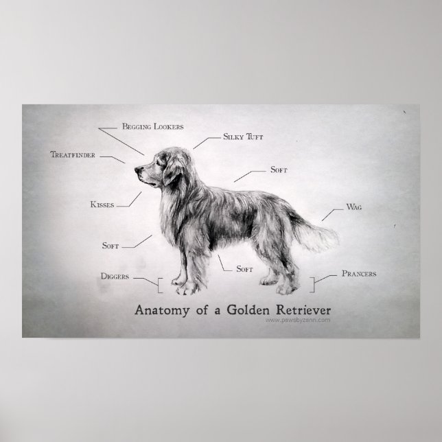 Korrigieren der Anatomie eines Goldenen Retriever Poster (Vorne)