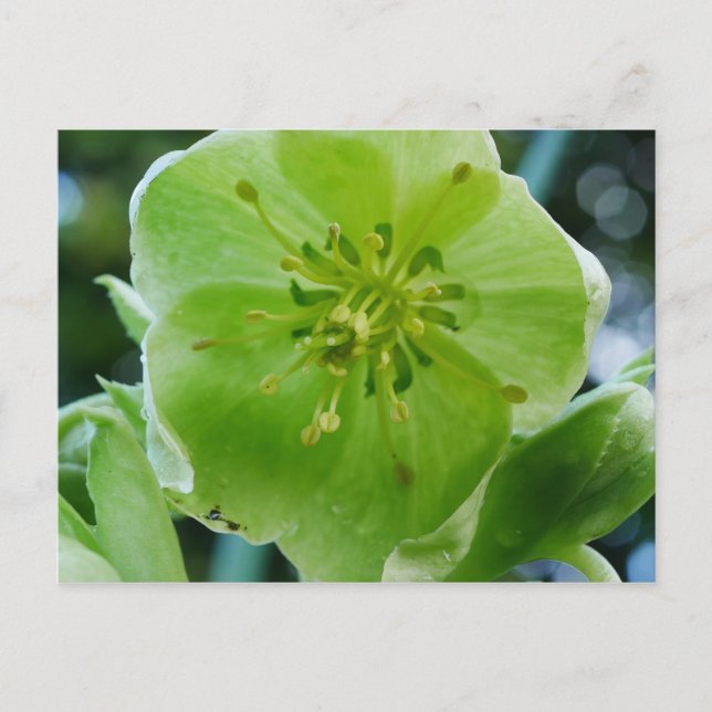 Korsische Hellebore-Blume Postkarte (Vorderseite)