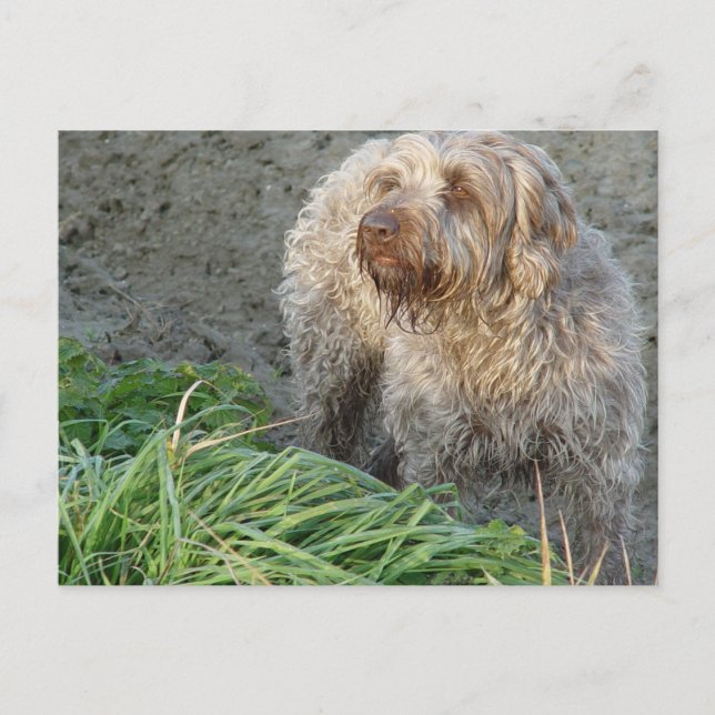 Korthals Griffon - schönes Portrait von Tsjip Postkarte (Vorderseite)