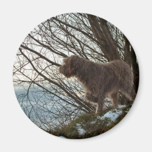 Korthals Griffon - Tsjip Zeigen Magnet