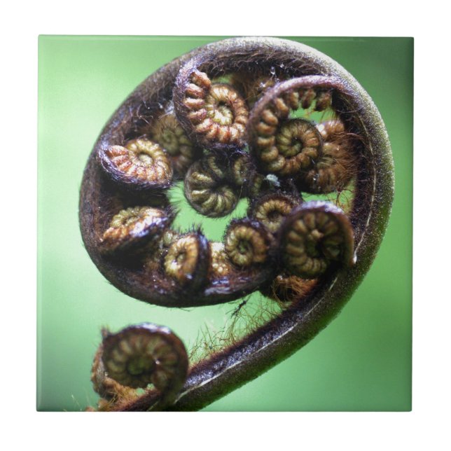 Koru unfurling fern frond fliese (Vorderseite)