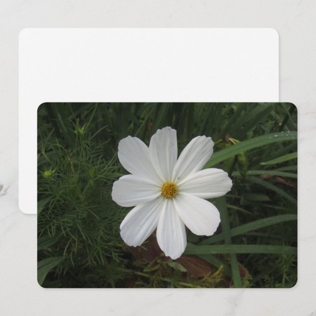 Kosmea Feiertagskarte (Vorne/Hinten)