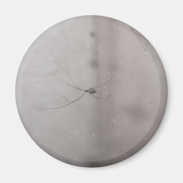 kosmopolitische Kellerspinne Magnet (Vorne)