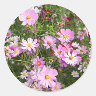 Kosmos-Blume (Bidens Formosa). Kirkwood Runder Aufkleber
