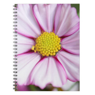Kosmos-Blume (Bidens formosa) Notizblock